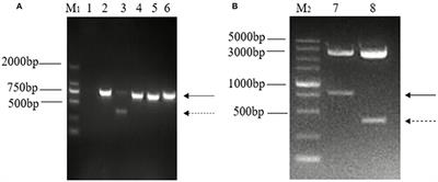 Genetic Diversity of Porcine Epidemic Diarrhea Virus With a Naturally Occurring Truncated ORF3 Gene Found in Guangxi, China